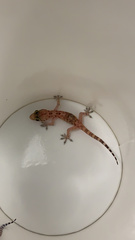 Hemidactylus turcicus