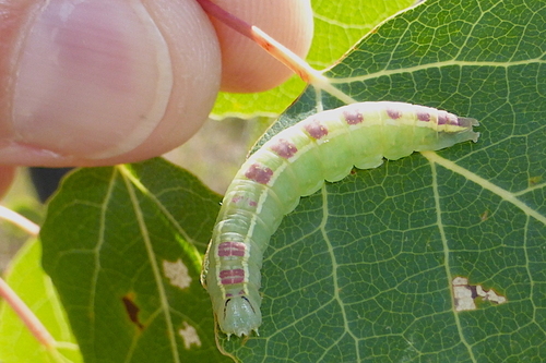 Common Gluphisia Moth