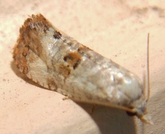 Cochylichroa arthuri