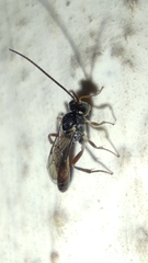 Ichneumonidae