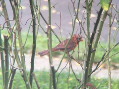 Cardinalis cardinalis