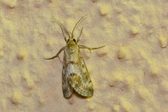 Tegostoma comparalis