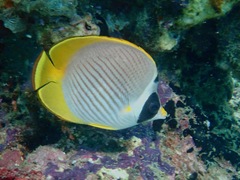 Chaetodon adiergastos
