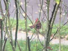 Cardinalis cardinalis