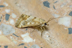 Tegostoma comparalis