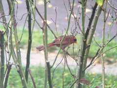 Cardinalis cardinalis