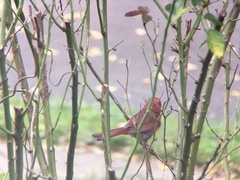 Cardinalis cardinalis