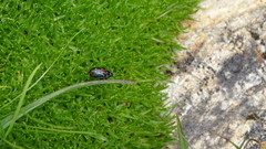 Chrysomela lapponica