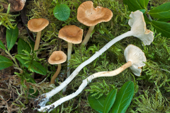 Cantharellopsis prescotii