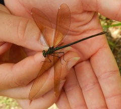 Calopteryx virgo