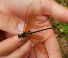 Calopteryx virgo
