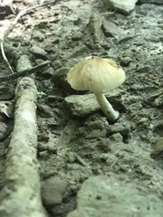 Pseudosperma friabile