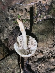 Pseudosperma friabile