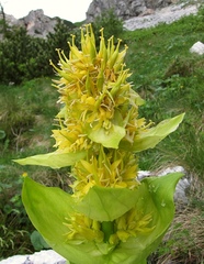 Gentiana lutea vardjanii