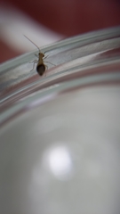 Ectopsocus