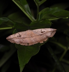 Hypopyra vespertilio