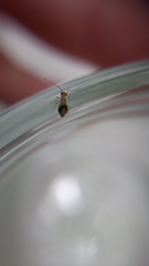 Ectopsocus