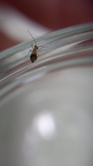 Ectopsocus