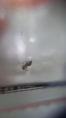 Ectopsocus