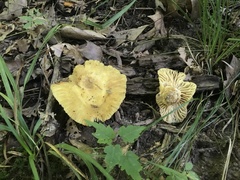 Russula earlei