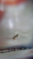 Ectopsocus