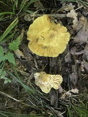 Russula earlei