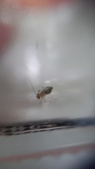 Ectopsocus