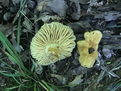 Russula earlei