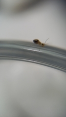 Ectopsocus