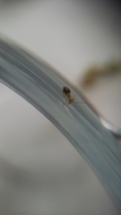 Ectopsocus