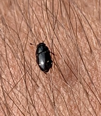 Glischrochilus siepmanni