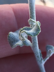 Eriogonum deserticola