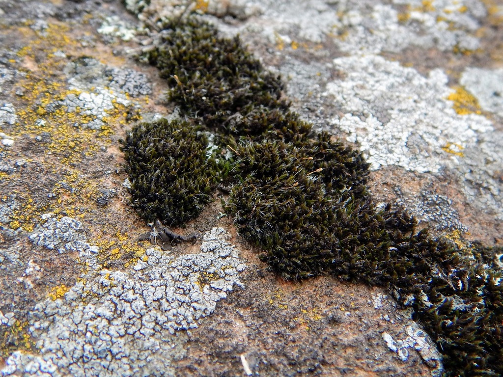 Grimmia unicolor