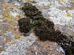 Grimmia unicolor