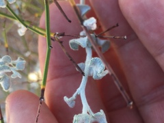 Eriogonum deserticola