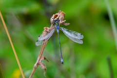 Lestes sponsa