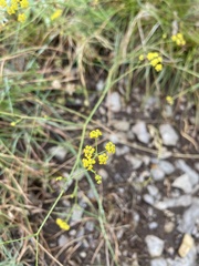 Bupleurum falcatum