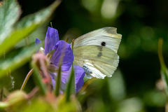 Pieris rapae