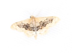 Idaea gemmata