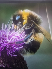 Bombus