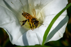 Apis mellifera