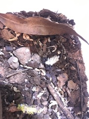 Pseudouroctonus apacheanus