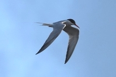 Sterna hirundo