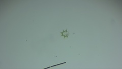 Hydrodictyaceae