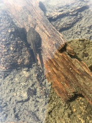 Rana luteiventris