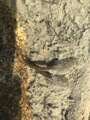 Rana luteiventris