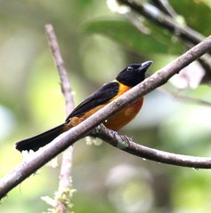 Lanio fulvus