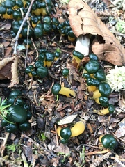 Leotia viscosa