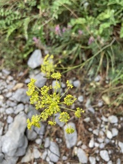 Bupleurum falcatum