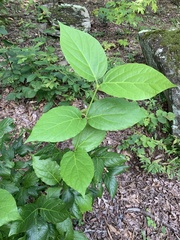 Calycanthus floridus